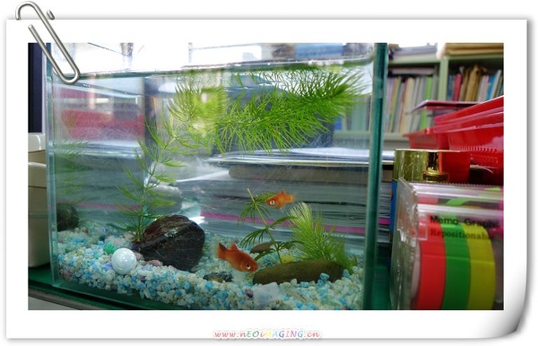 fish.1.jpg fish.1.jpg