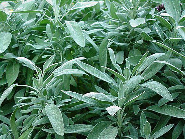 Sage Sage