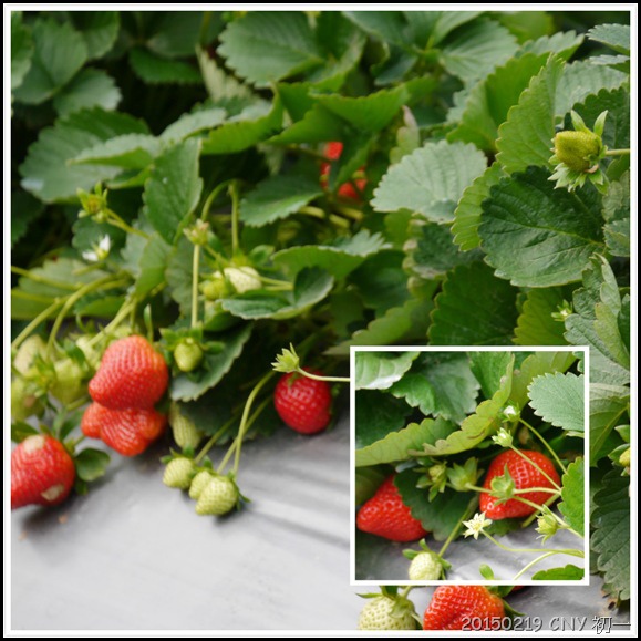 心酸的草莓 心酸的草莓