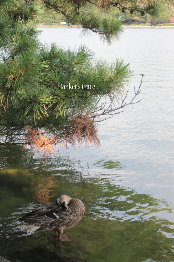 IMG_5932 拷貝 IMG_5932 拷貝