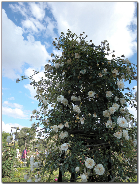 DSCN1455.jpg DSCN1455.jpg