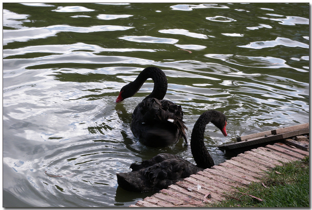 DSCN1501.jpg DSCN1501.jpg