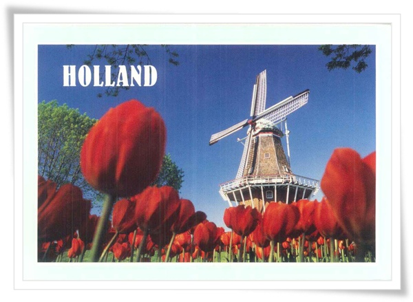 holland tulip