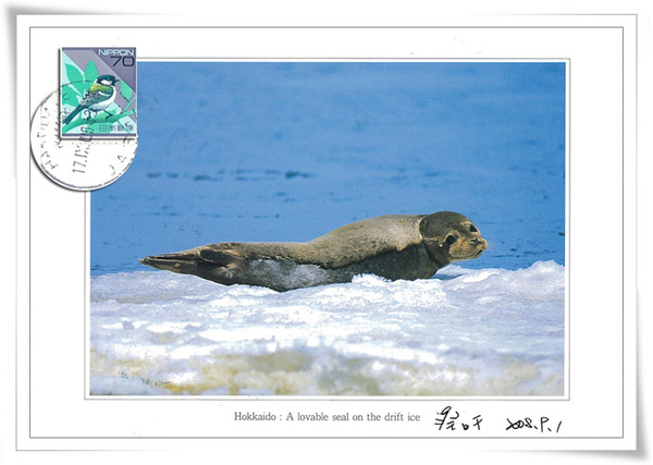 <<北海道>>Hokkaido: A lovable seal on the dirft ice
