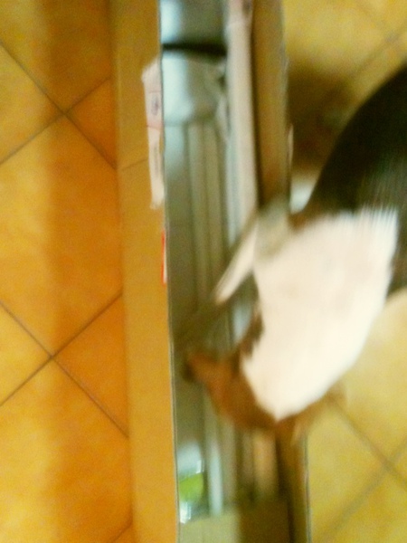 IMG_0343.JPG IMG_0343.JPG