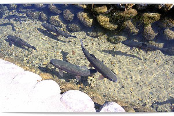 宫崎骏里的童话屋。白川乡合掌村,让人好著迷