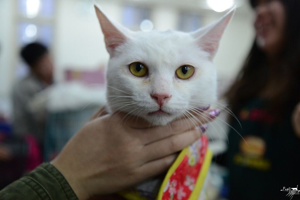 DSC_6196 DSC_6196