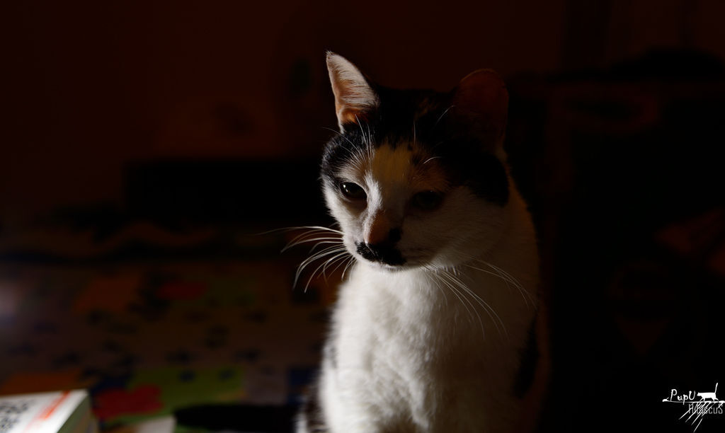DSC_2349 DSC_2349