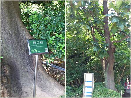 麵包樹