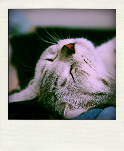 能睡是福之多多桑 能睡是福之多多桑