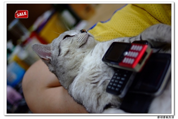 catsale01.jpg catsale01.jpg