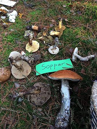 mushroom course mushroom course