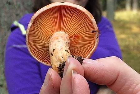 mushroom course mushroom course