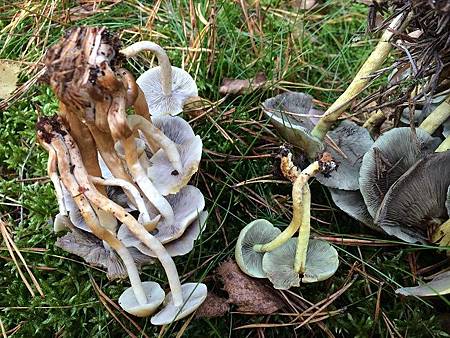 mushroom course mushroom course