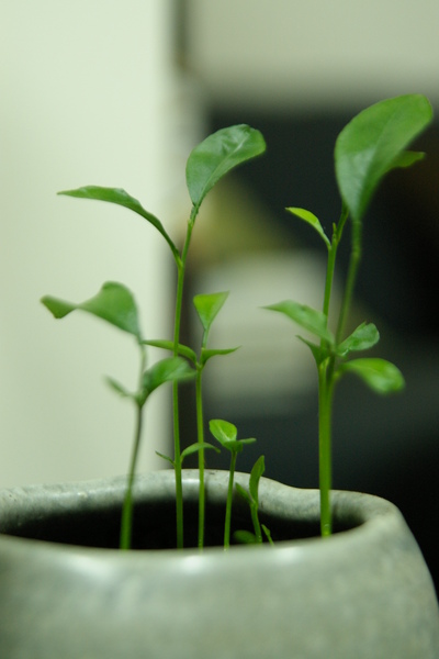 新芽 003.JPG 新芽 003.JPG