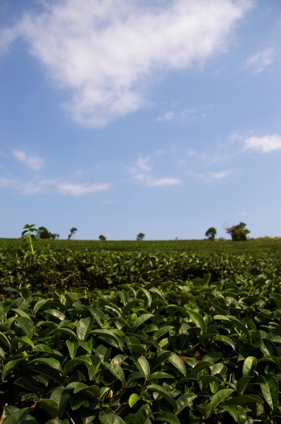 端午花蓮 178.jpg