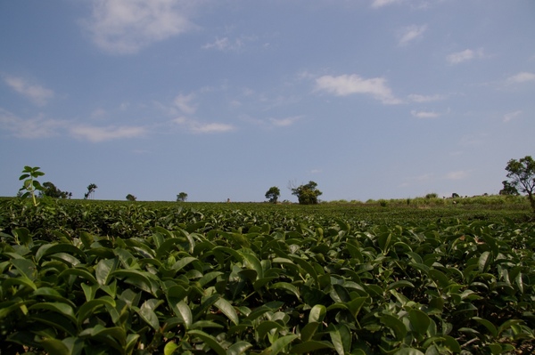 端午花蓮 179.jpg