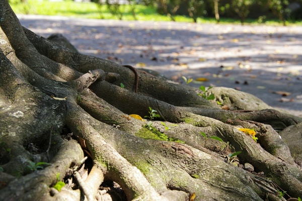 端午花蓮 164.jpg