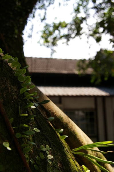 端午花蓮 157.jpg