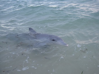 IMG_1810.JPG IMG_1810.JPG