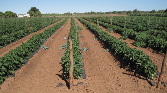 IMG_1936.JPG IMG_1936.JPG