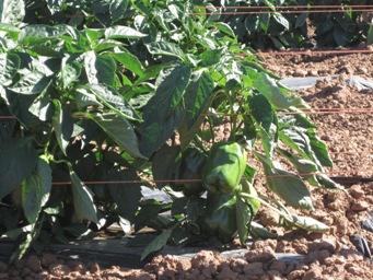 IMG_1938.JPG IMG_1938.JPG