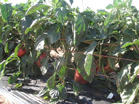 IMG_2022.JPG IMG_2022.JPG