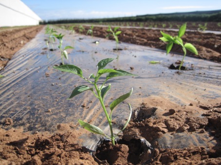 IMG_2061.JPG IMG_2061.JPG