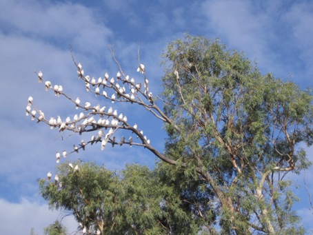 IMG_2113.JPG IMG_2113.JPG