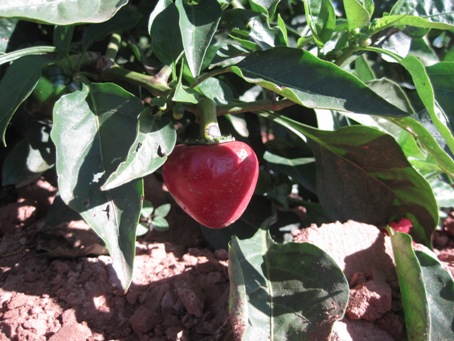 IMG_2118.JPG IMG_2118.JPG