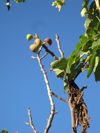 IMG_2154.JPG IMG_2154.JPG