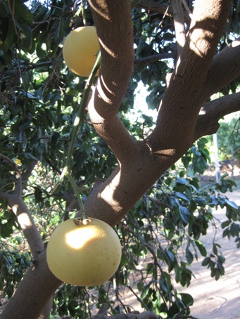 IMG_2160.JPG IMG_2160.JPG