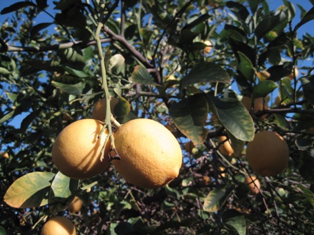 IMG_2161.JPG IMG_2161.JPG