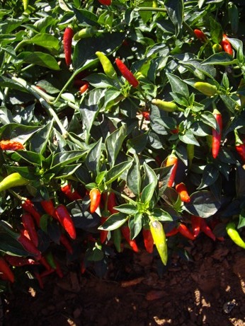 IMGP9902.JPG IMGP9902.JPG