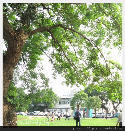 綠大樹 綠大樹