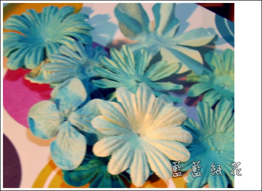 藍藍紙花.JPG