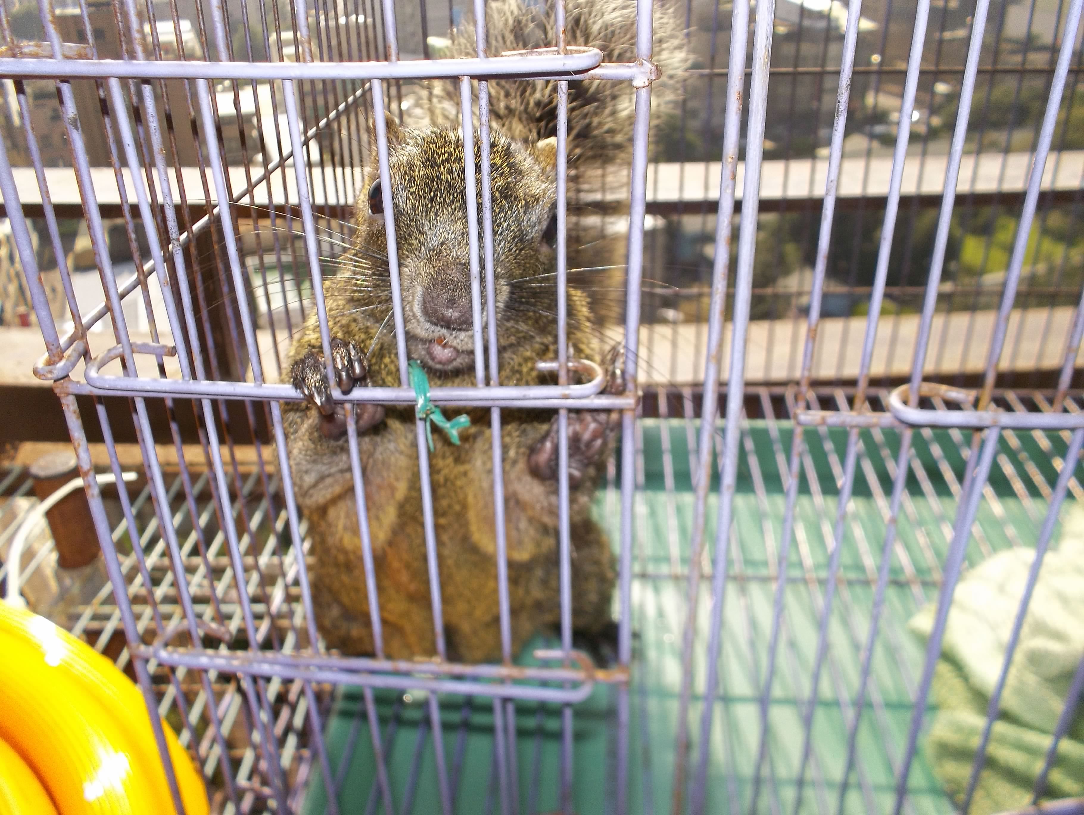 我家的松鼠中年了