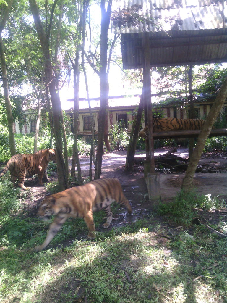巴里島 Bali Safari and Marine Park 野生動物園