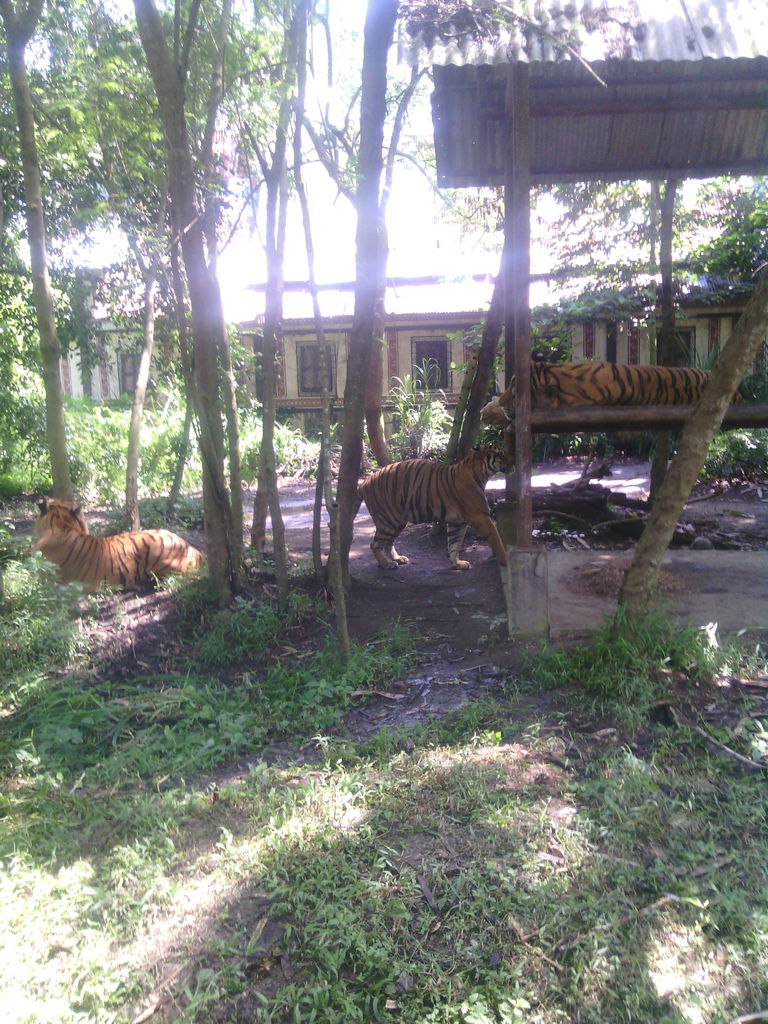 巴里島 Bali Safari and Marine Park 野生動物園