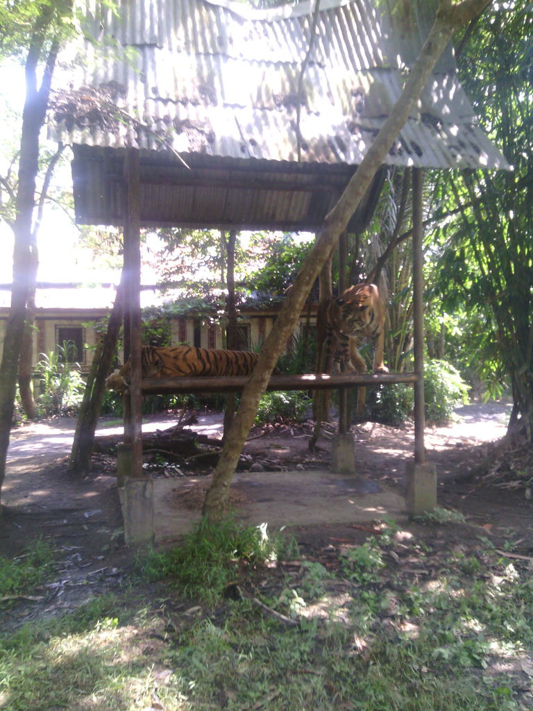 巴里島 Bali Safari and Marine Park 野生動物園