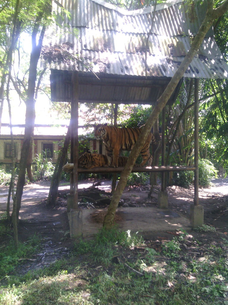 巴里島 Bali Safari and Marine Park 野生動物園