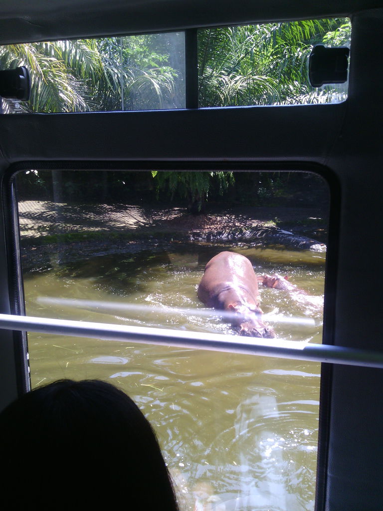 巴里島 Bali Safari and Marine Park 野生動物園