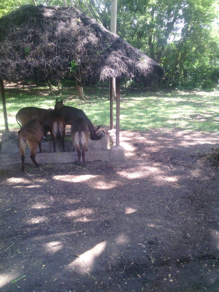 巴里島 Bali Safari and Marine Park 野生動物園