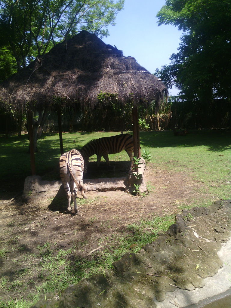 巴里島 Bali Safari and Marine Park 野生動物園