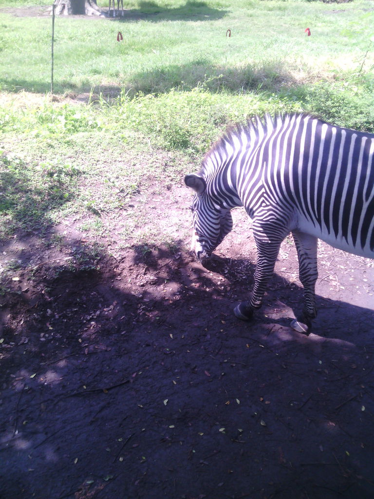 巴里島 Bali Safari and Marine Park 野生動物園