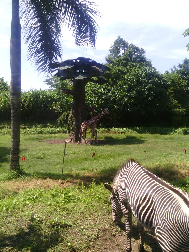 巴里島 Bali Safari and Marine Park 野生動物園