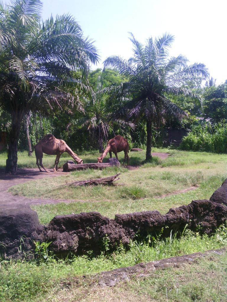 巴里島 Bali Safari and Marine Park 野生動物園