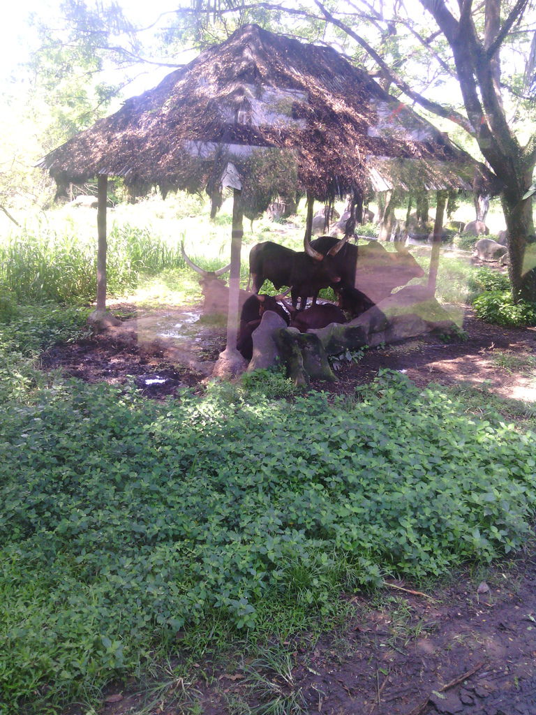 巴里島 Bali Safari and Marine Park 野生動物園