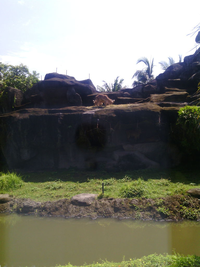 巴里島 Bali Safari and Marine Park 野生動物園
