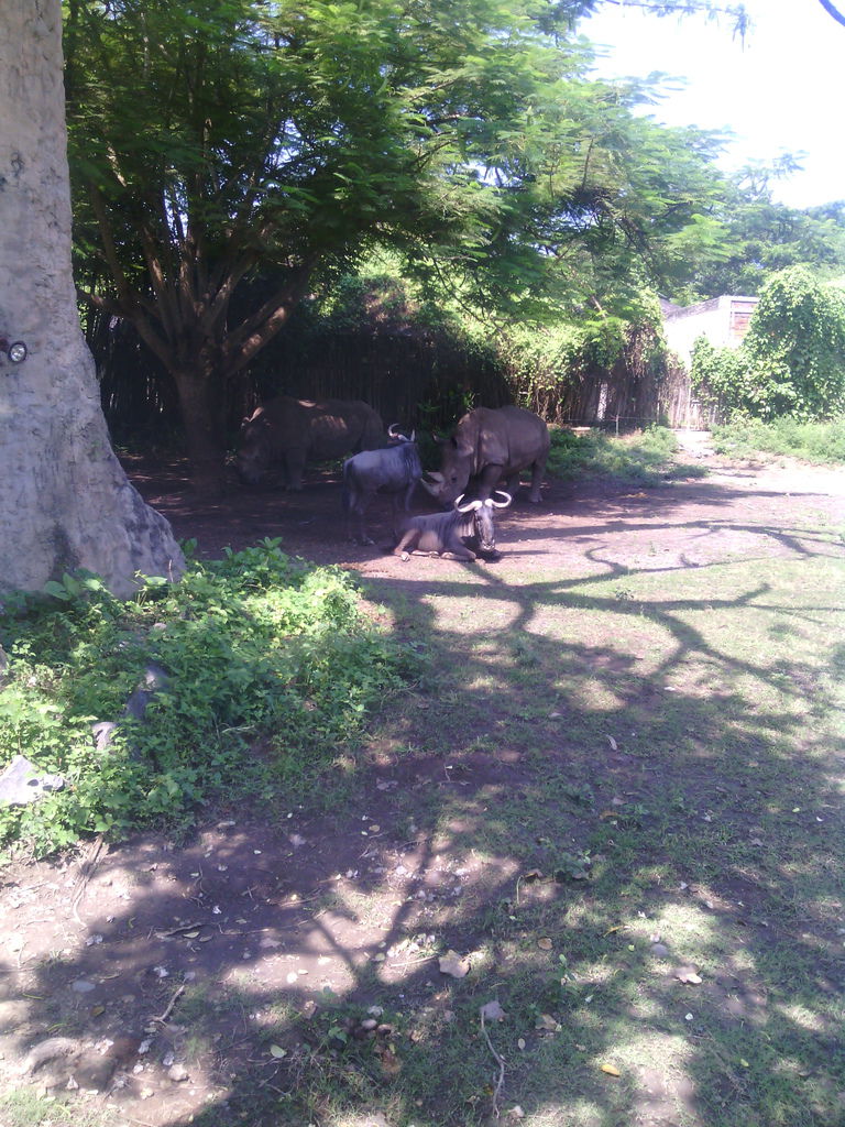 巴里島 Bali Safari and Marine Park 野生動物園